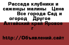 Рассада клубники и саженцы малины › Цена ­ 10 - Все города Сад и огород » Другое   . Алтайский край,Яровое г.